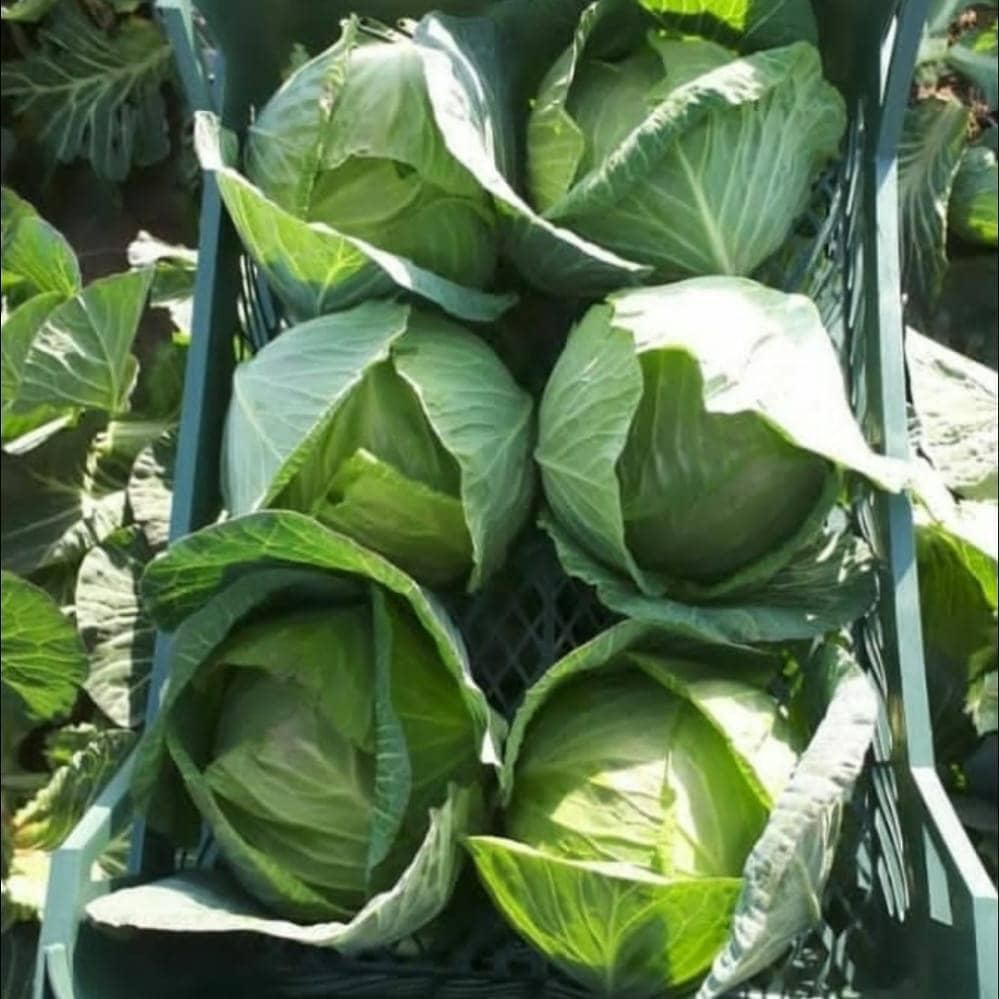 چرا صادرات صیفی‌جات خود را به مجموعه کریمی بسپاریم؟