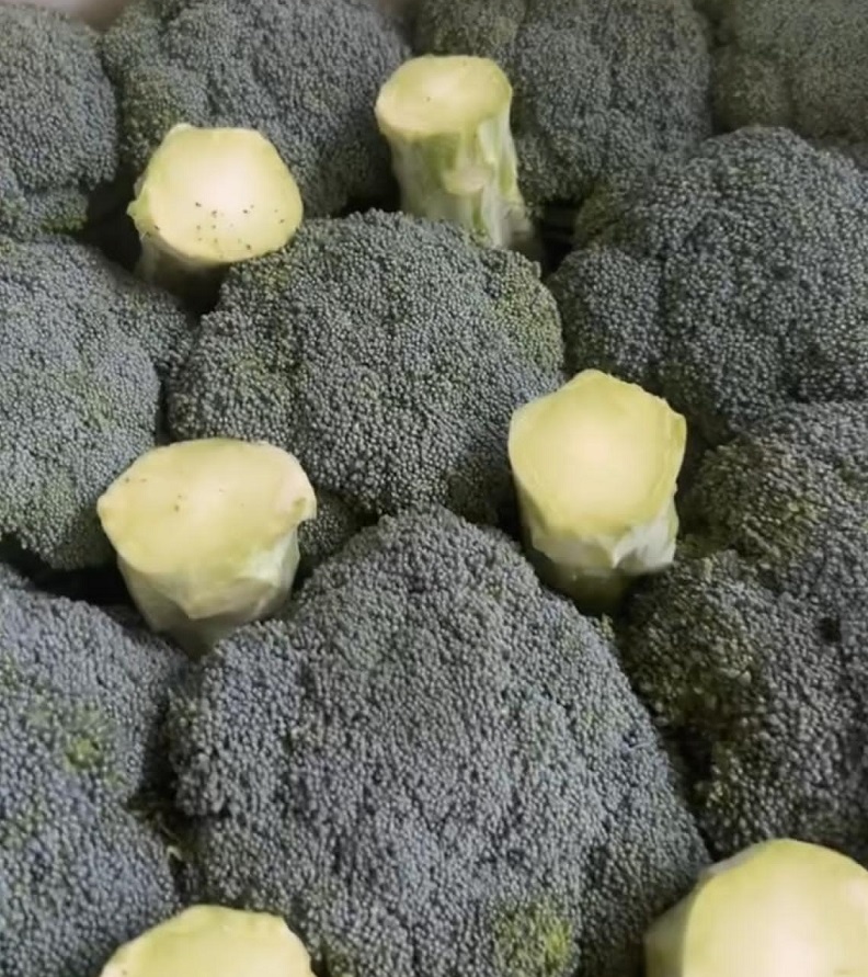 راهنمای خرید صیفی‌جات صادراتی از مجموعه کریمی